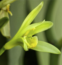 Orchidée de Vanilla Planifolia